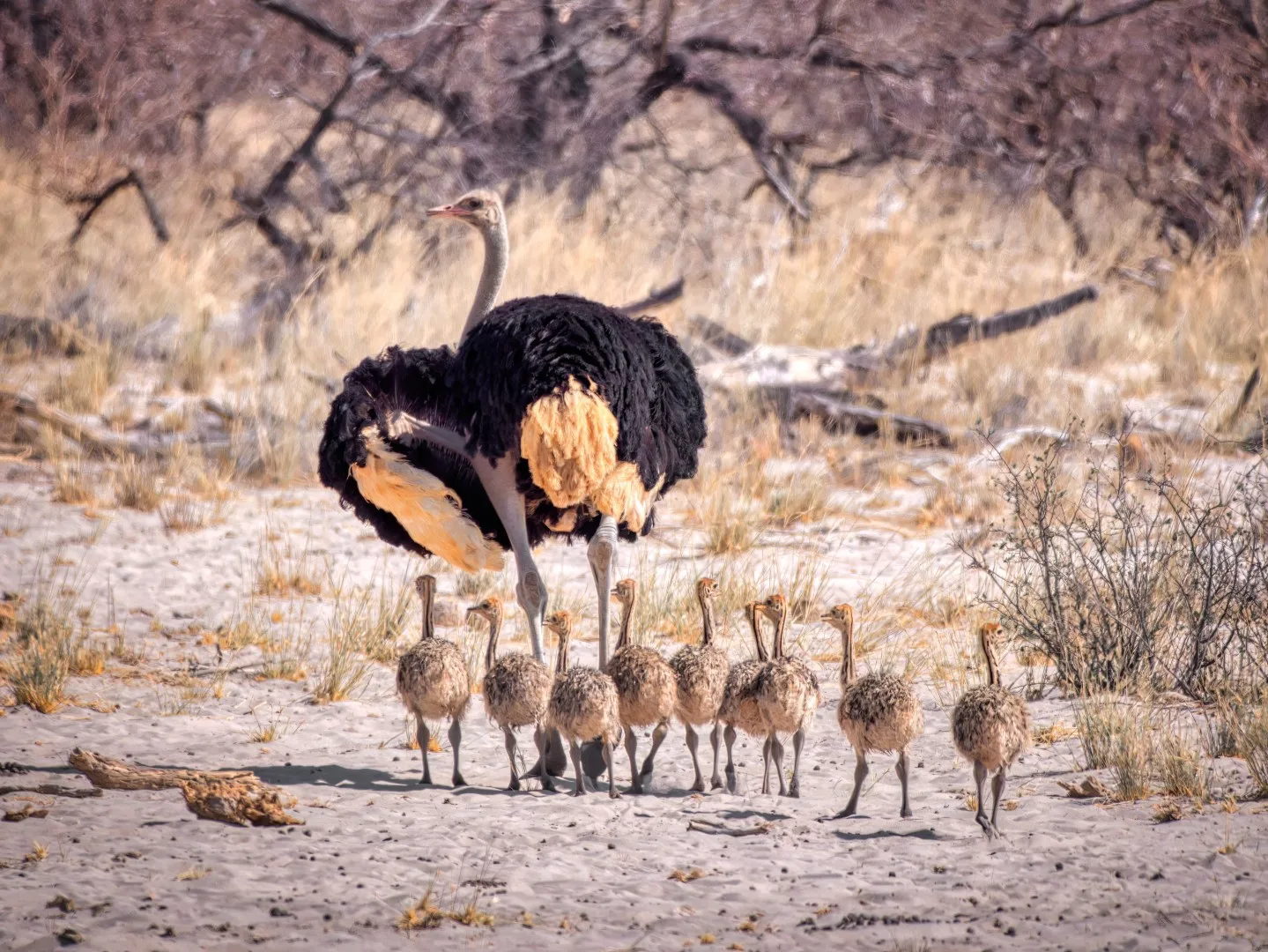Etosha safari